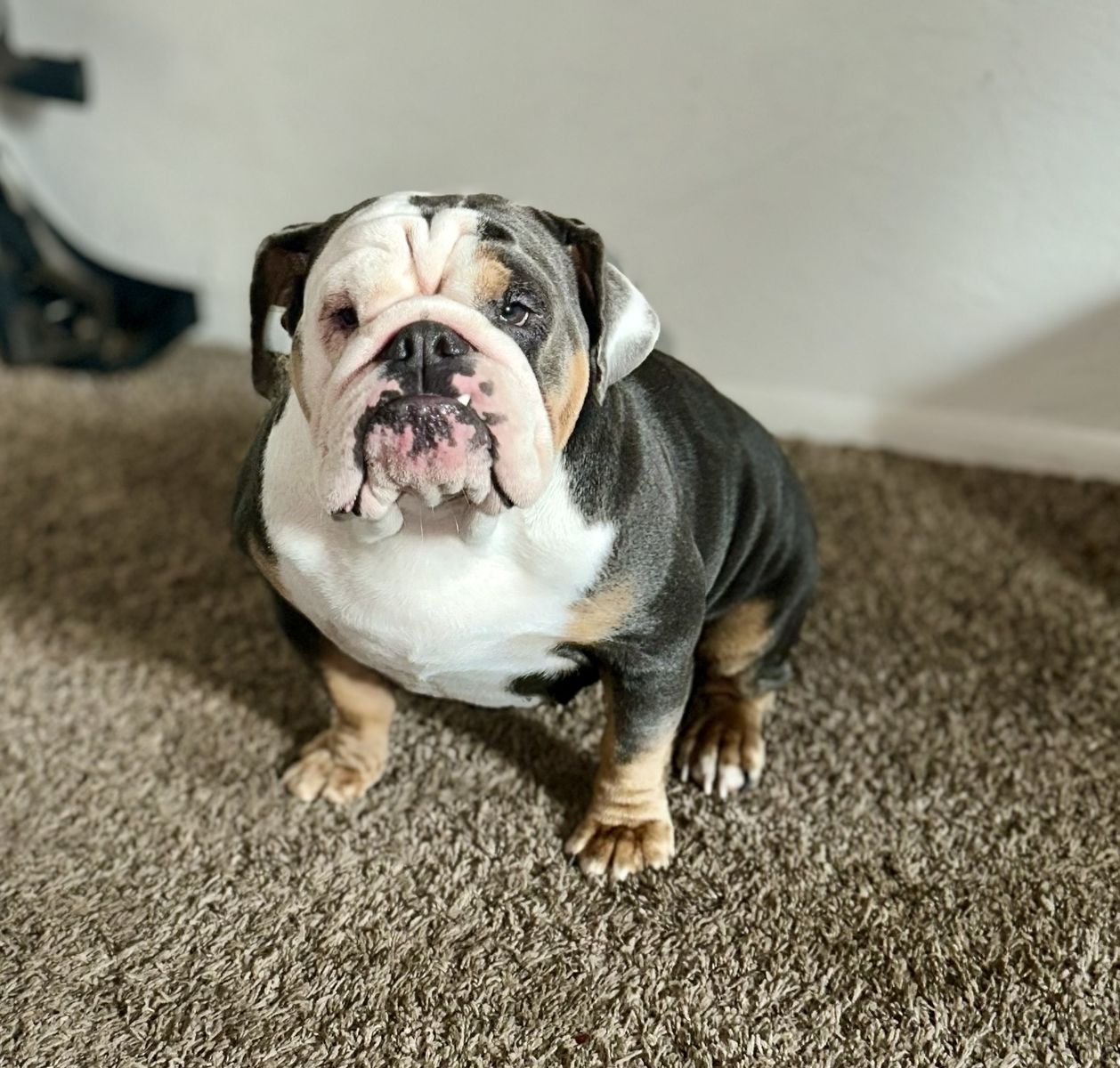 English Bulldog