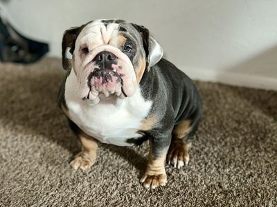 English Bulldog