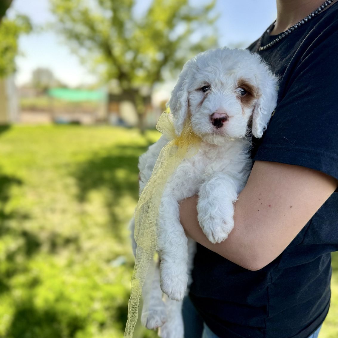 Meet Our Mini English Setter Doodles!