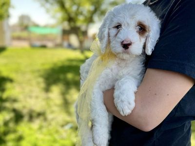Meet Our Mini English Setter Doodles!