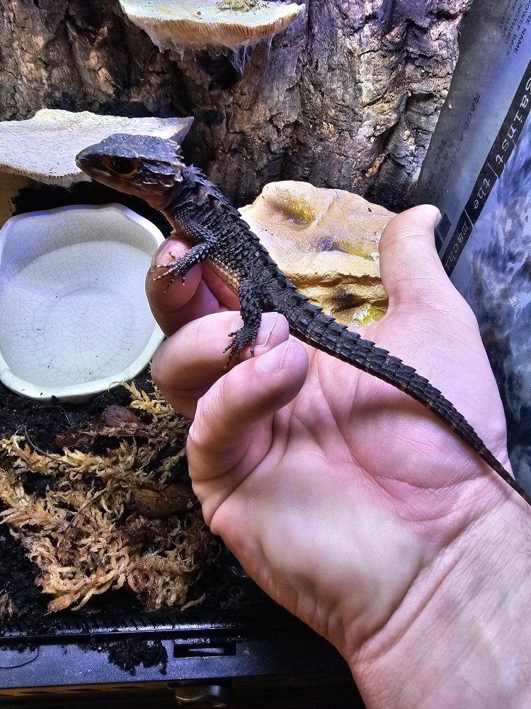 Red Eyed Crocodile Skink with Full Bioactive Enclosure & Repti Fogger