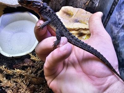 Red Eyed Crocodile Skink with Full Bioactive Enclosure & Repti Fogger