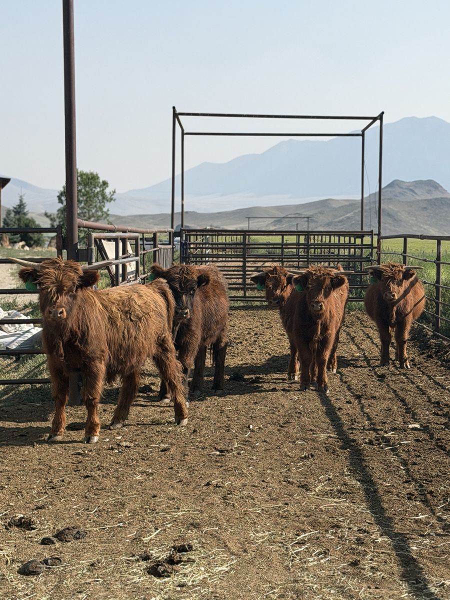 4 Highland  Yearling Steers