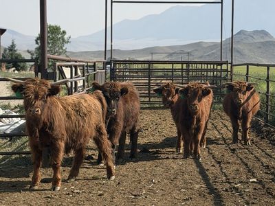 4 Highland Yearling Steers