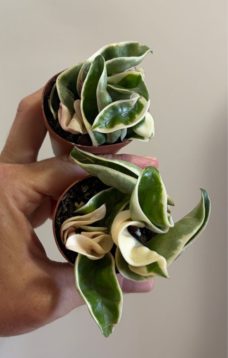 Hoya outerVariegated Rope (Compacta) 2” pot fully rooted.