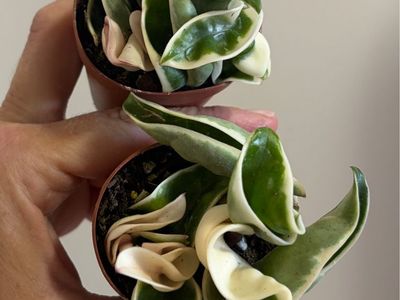 Hoya outerVariegated Rope (Compacta) 2” pot fully rooted.