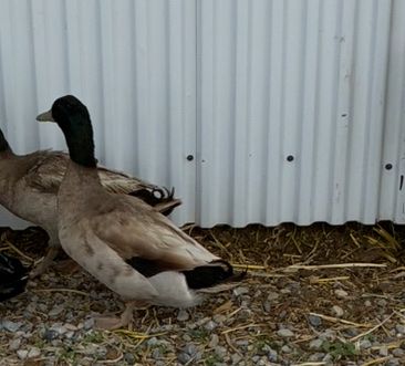 Khaki Campbell Duck male