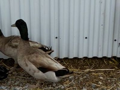 Khaki Campbell Duck male