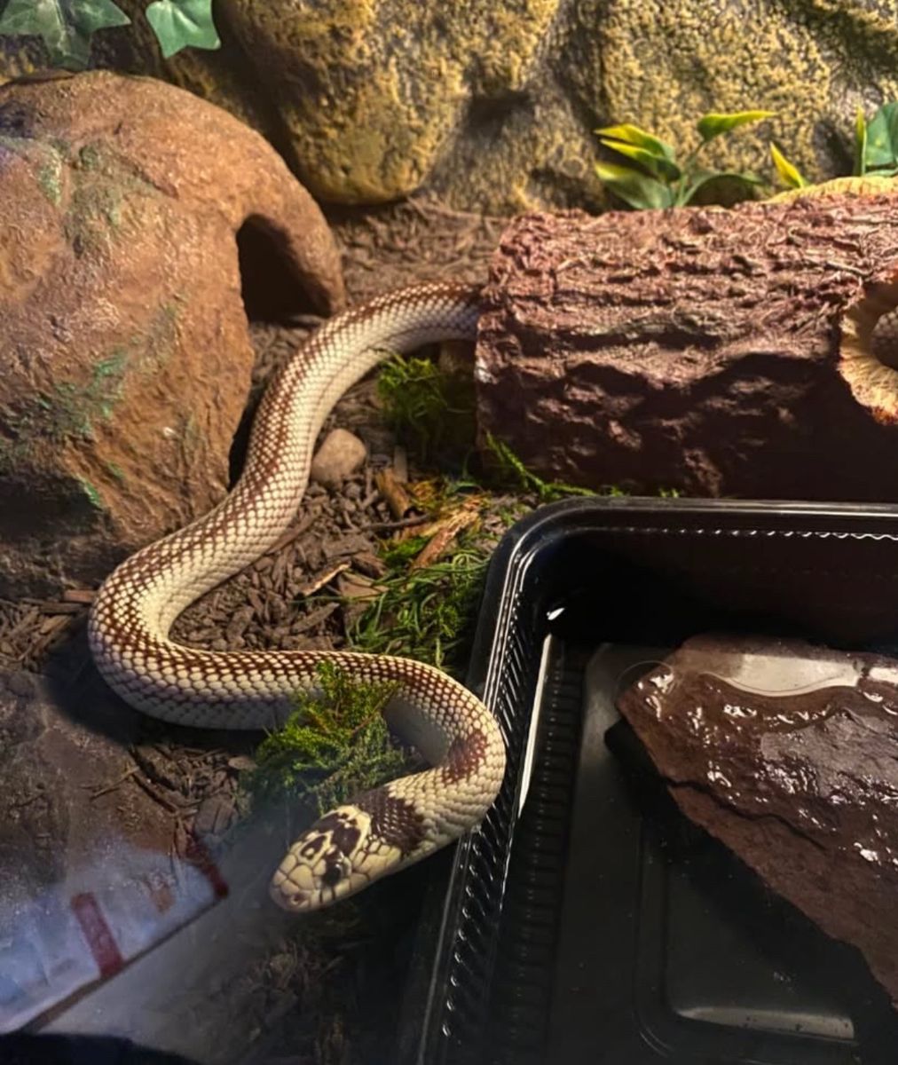Banana Cali King Snake 