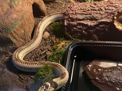 Banana Cali King Snake