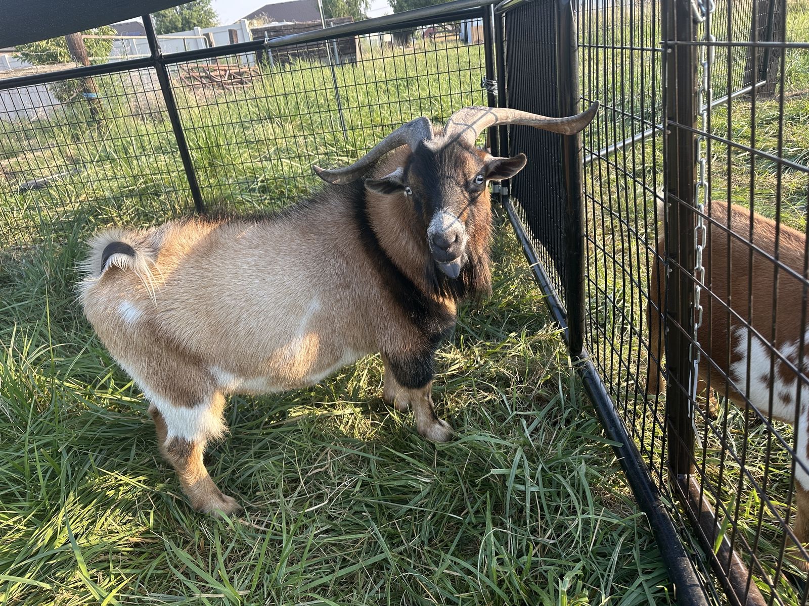 Handsome Nigerian Dwarf Buck