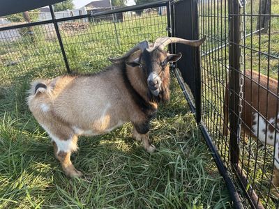 Handsome Nigerian Dwarf Buck