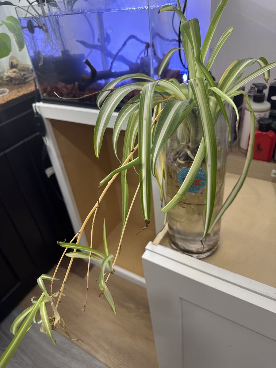 Spider Plant (Chlorophytum comosum) Live Plant with Babies - Easy Care Houseplant