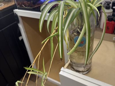 Spider Plant (Chlorophytum comosum) Live Plant with Babies - Easy Care Houseplant