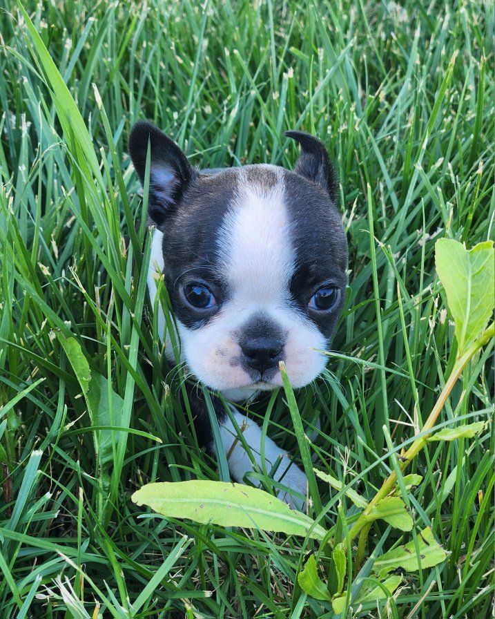 Adorable Boston Terrier Puppy - Black & White
