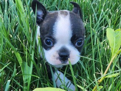 Adorable Boston Terrier Puppy - Black & White
