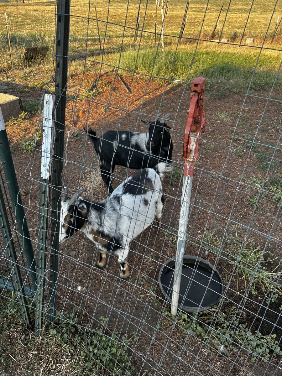 Nigerian Dwarf Goats