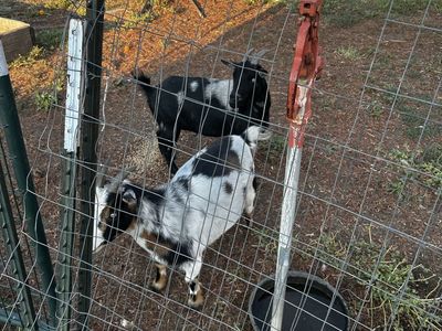 Nigerian Dwarf Goats
