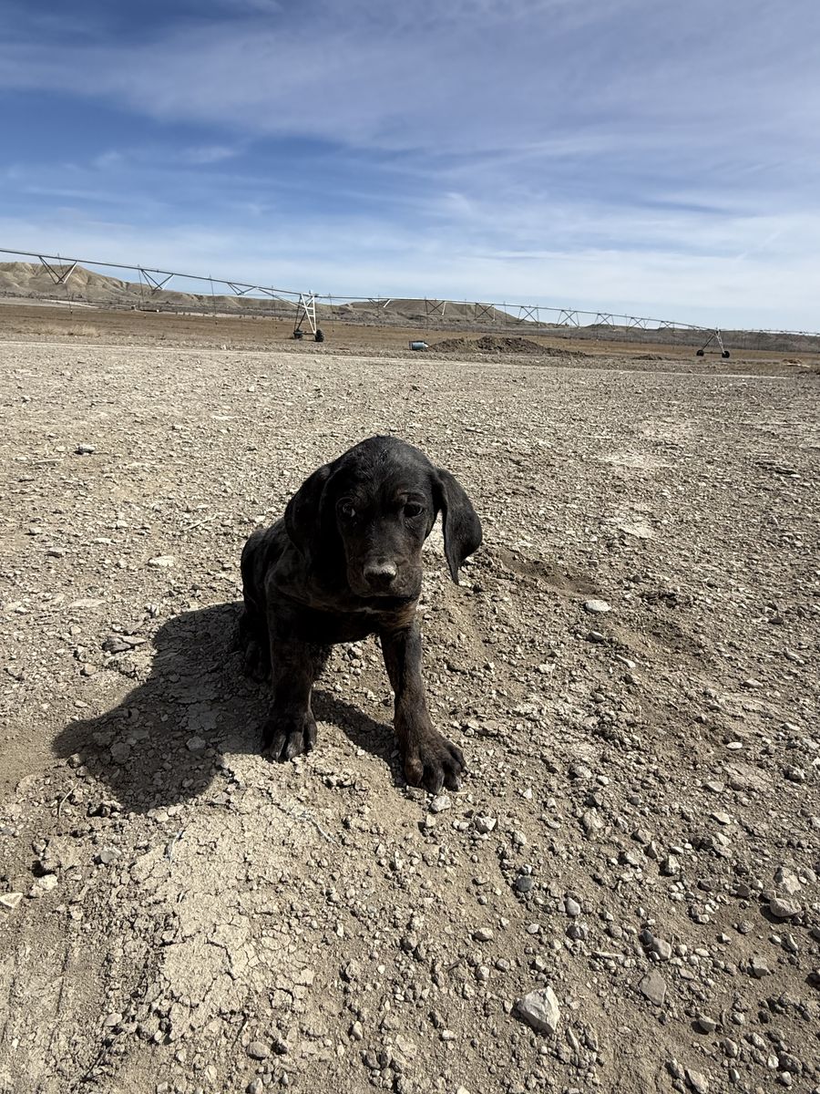 Plot/ black and tan male hound pup
