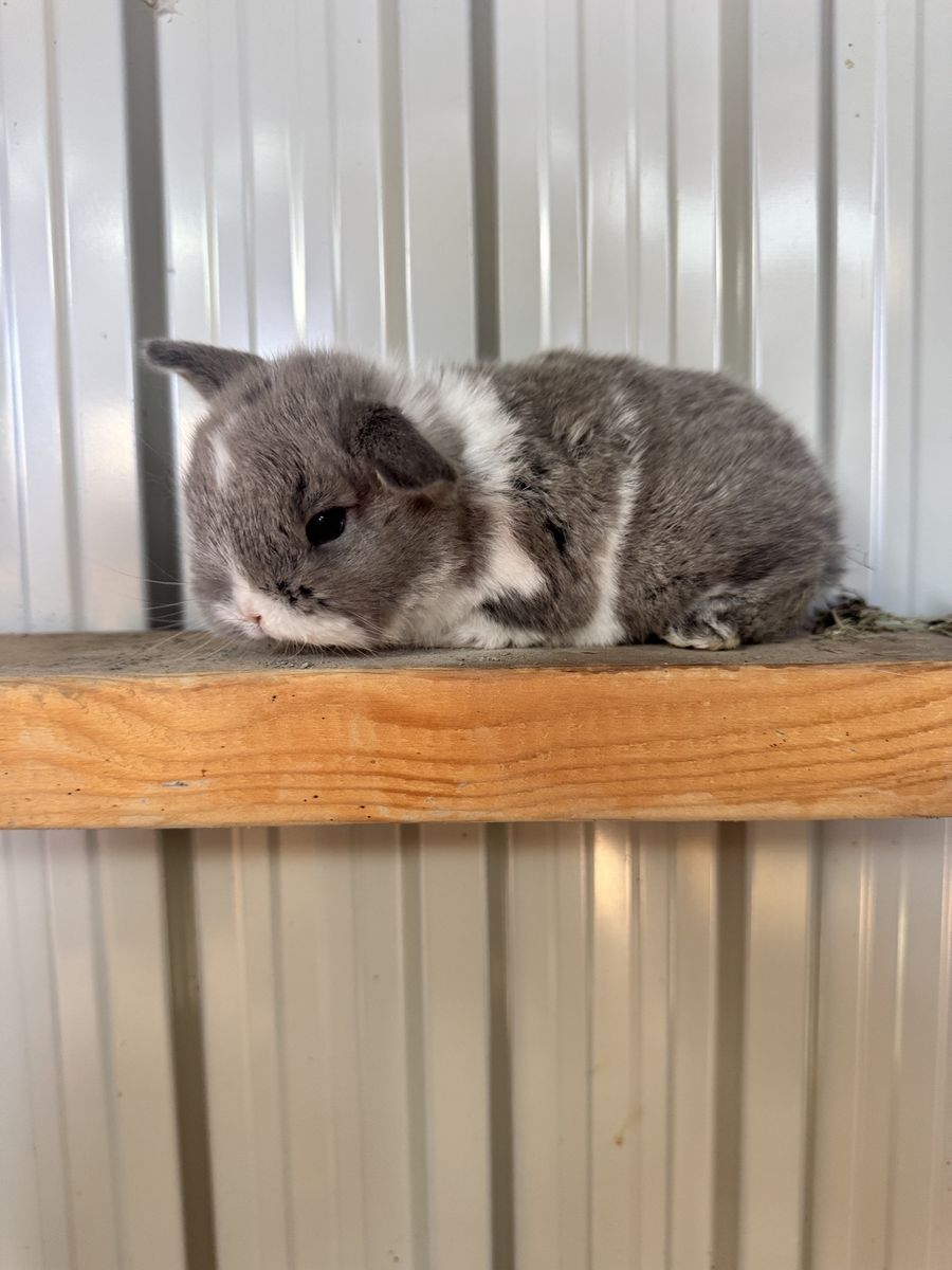 Holland lop bunnies