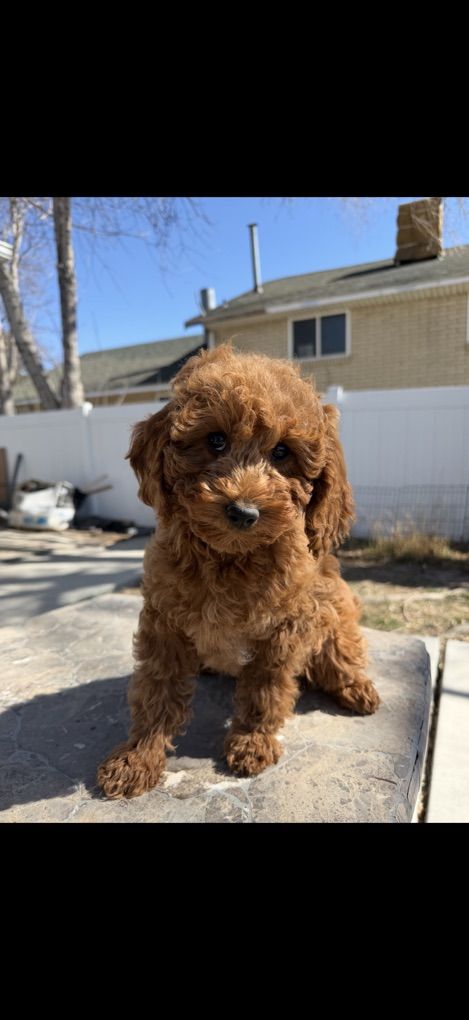 Gorgeous, Unique Mini Gokdendoodle Puppy