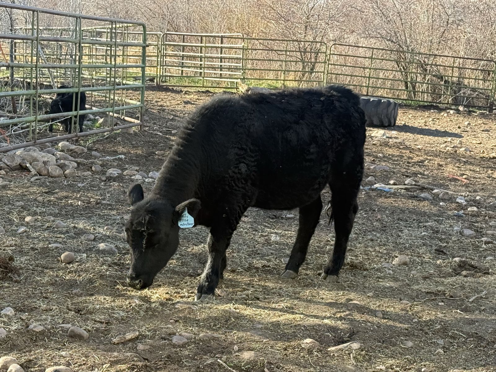 Angus Heifer