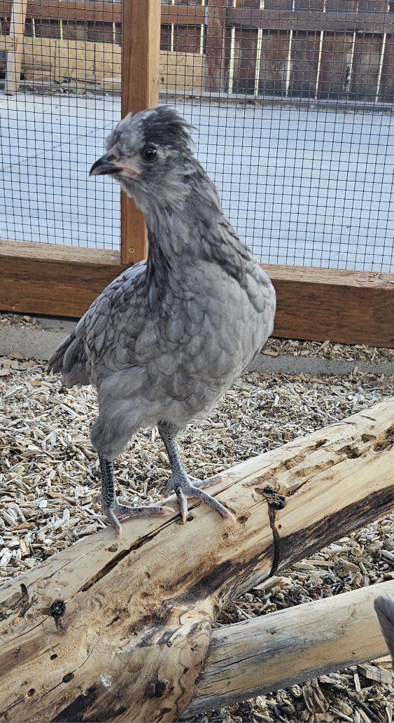 (3) 9 week old bantam pullets