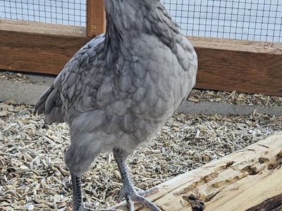 (3) 9 week old bantam pullets