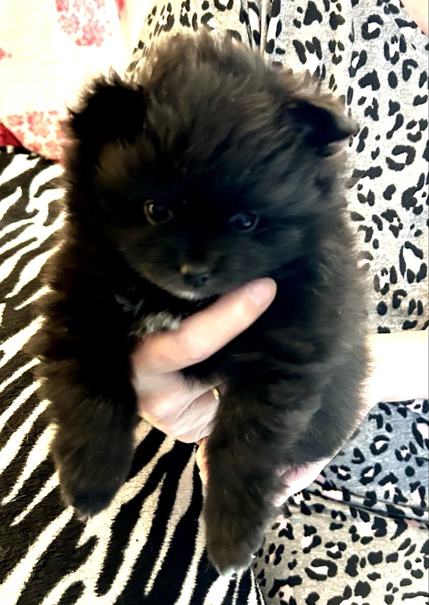 Pomeranian Puppies