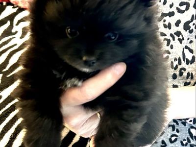 Pomeranian Puppies