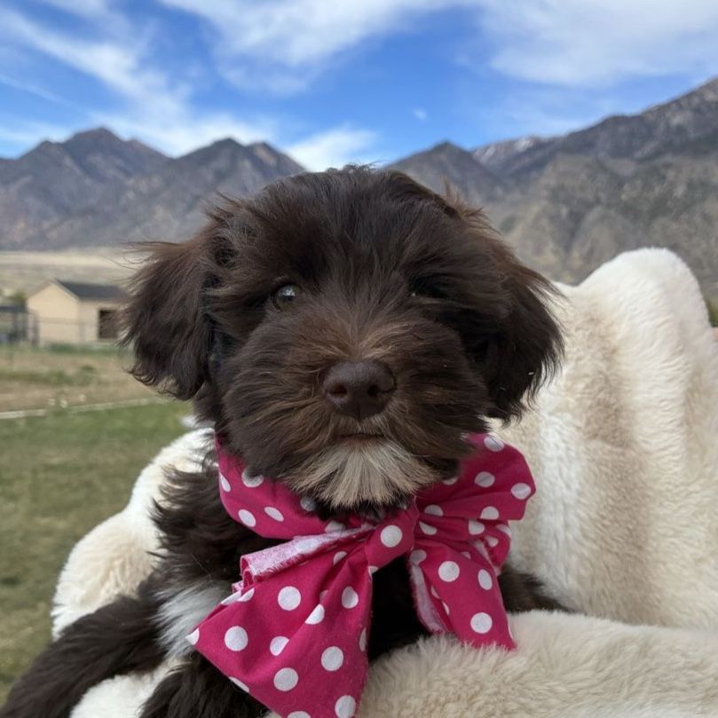 Mini Whoodle puppies!!