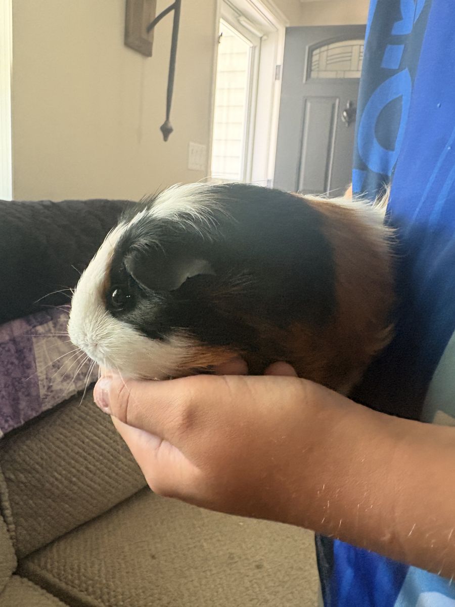 Pancake our female piggy
