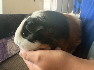Pancake our female piggy