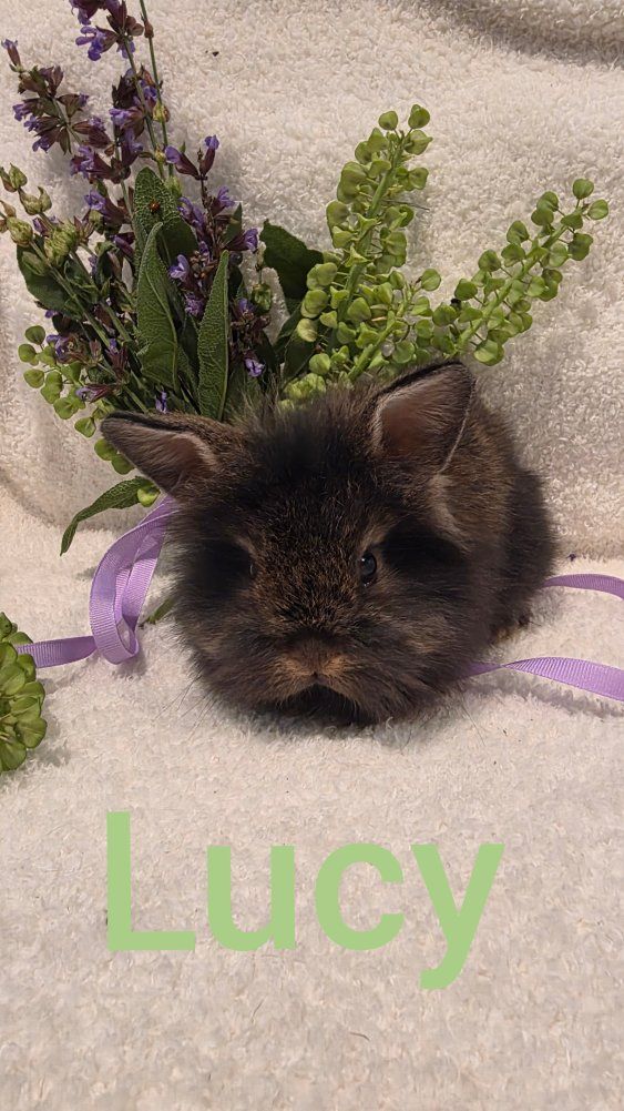 Adorable Lionhead Dwarf Rabbit
