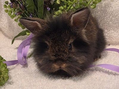 Adorable Lionhead Dwarf Rabbit