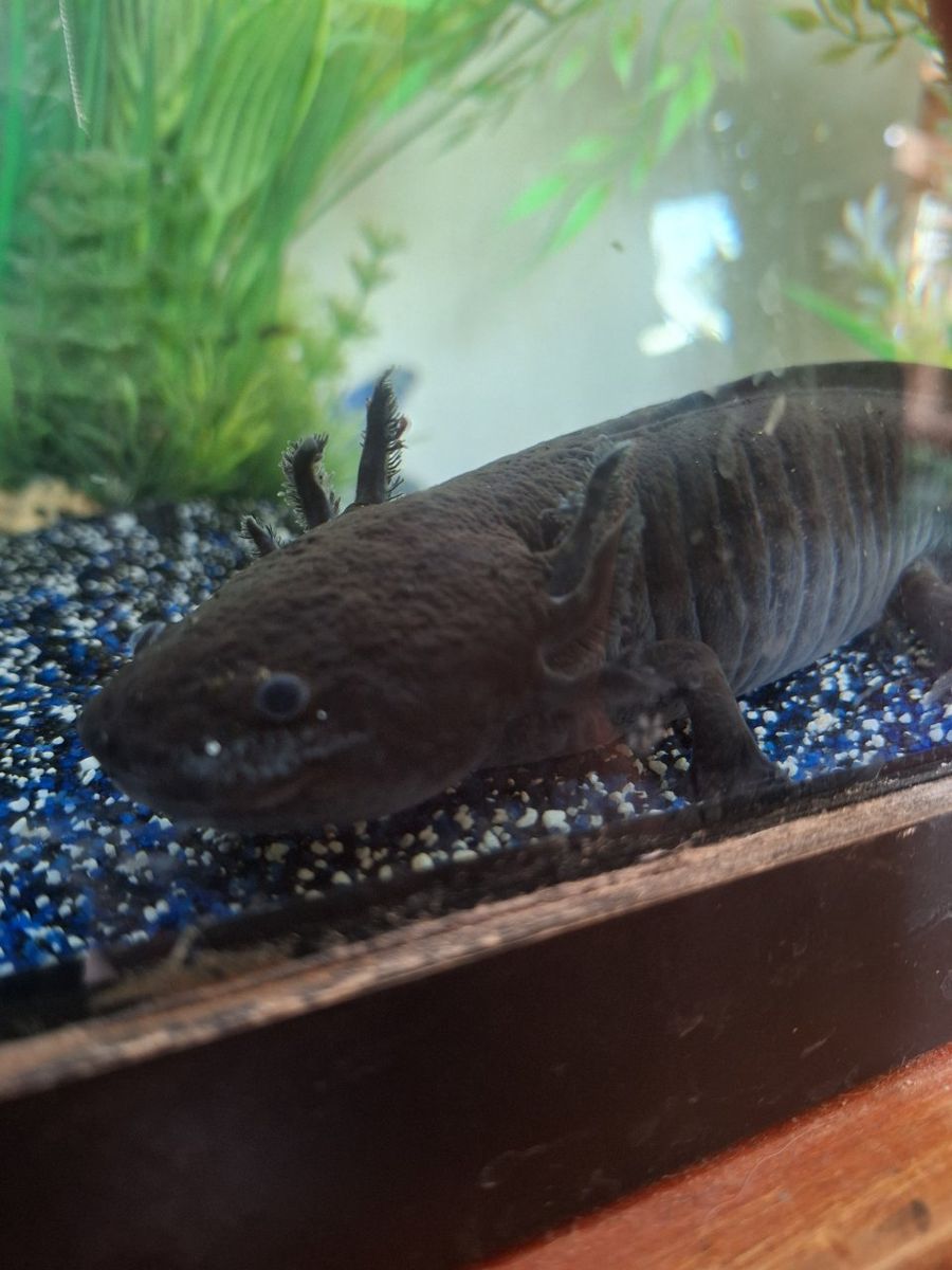 3 Female Axolotls – Full Setup Included– $150 OBO