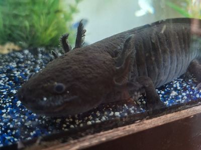 3 Female Axolotls – Full Setup Included– $150 OBO