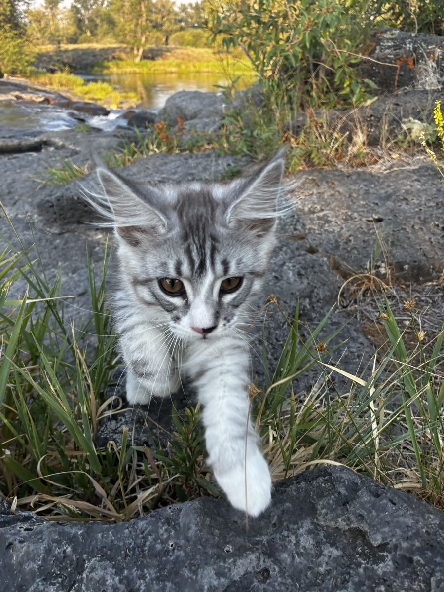 Maine Coon Kitten, 13 week old, TICA Registered