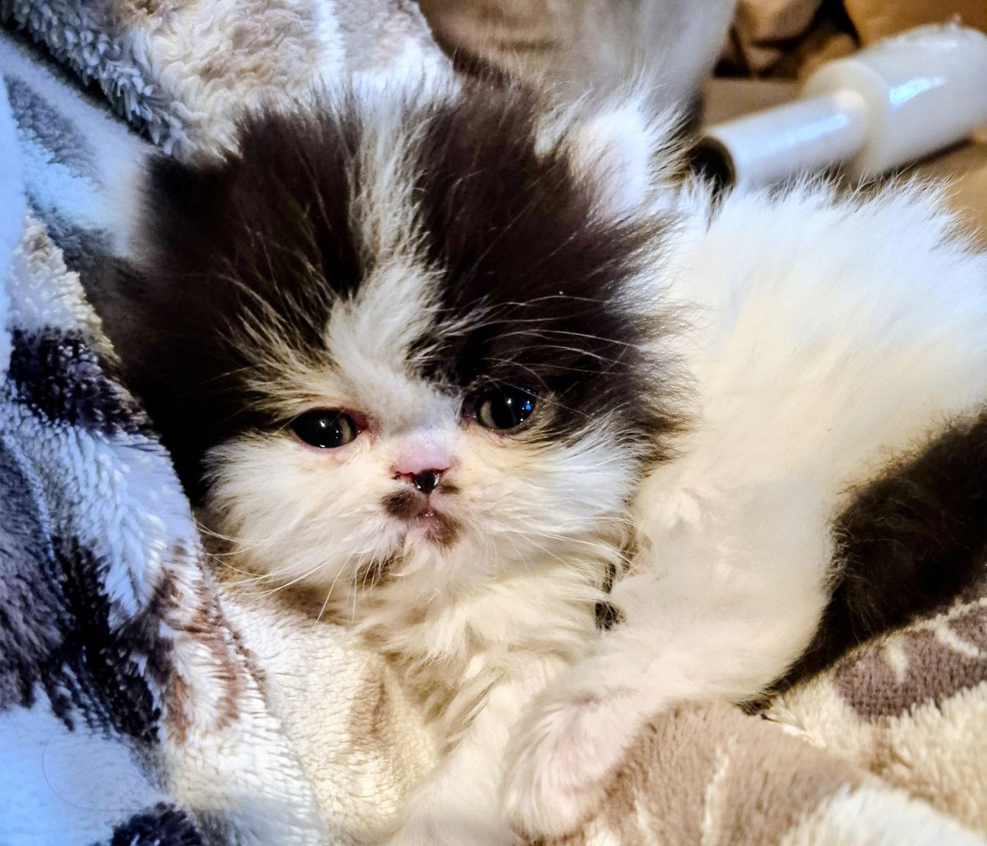 Persian Kitten 1 male