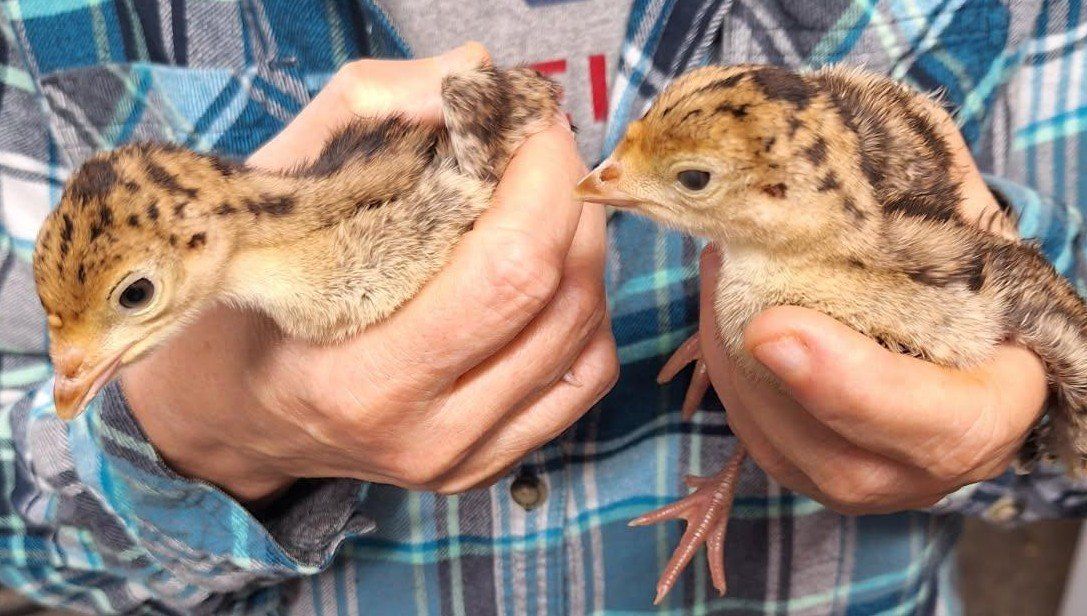 Standard Bronze Turkey poults $25.00 each