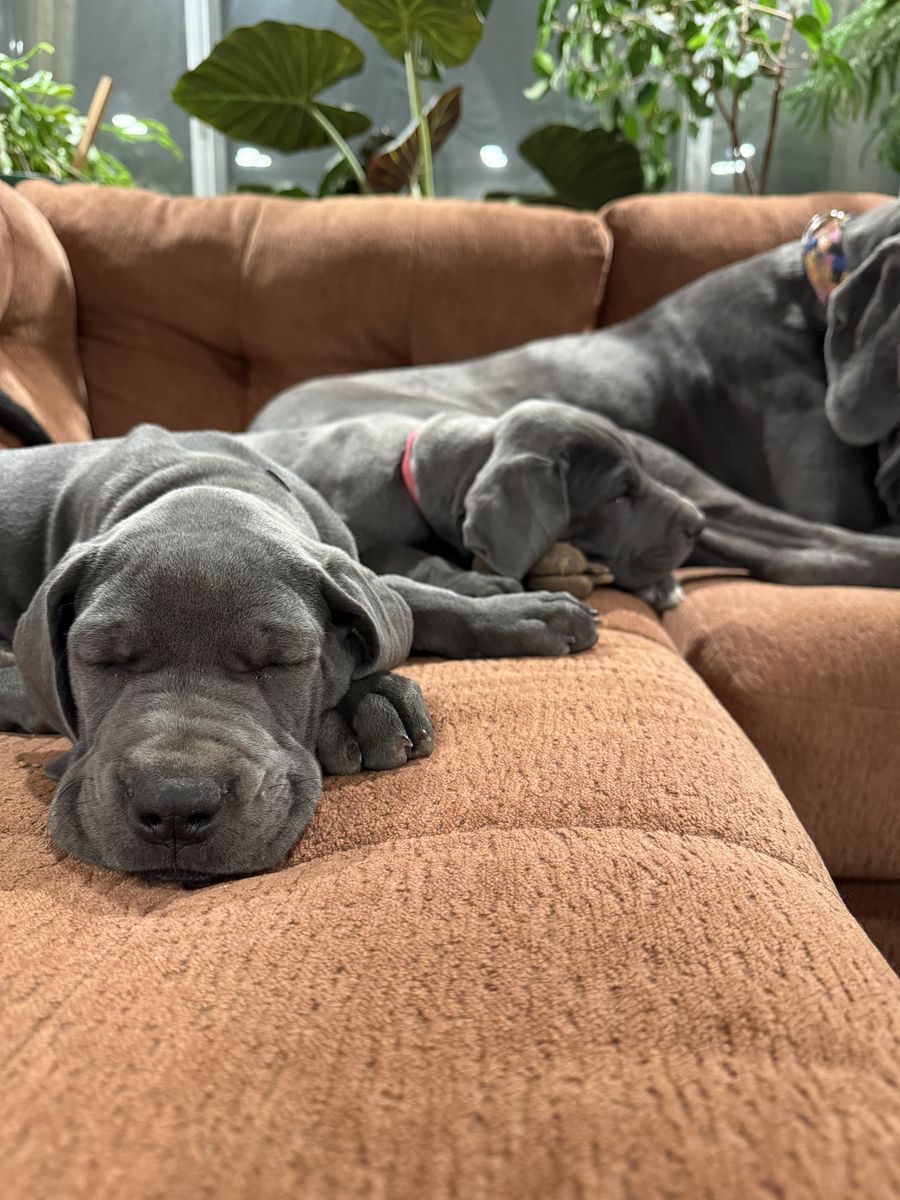 Blue Great Dane Puppies
