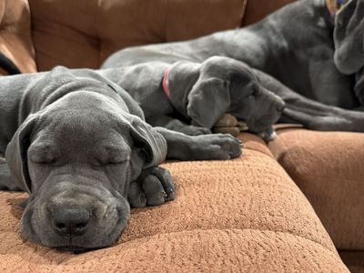 Blue Great Dane Puppies