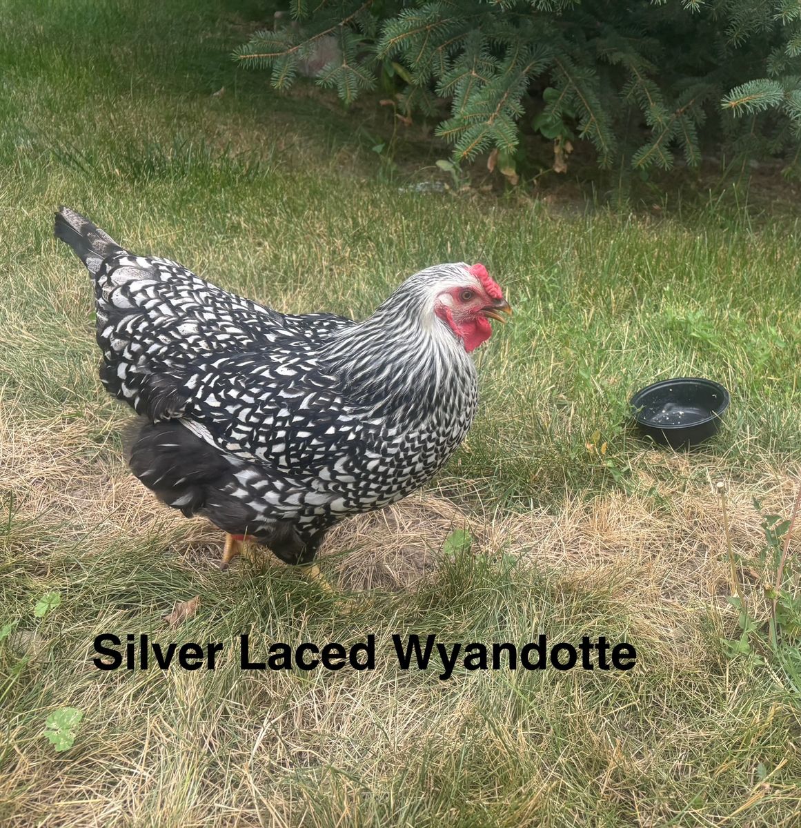 Premium Young Healthy Chickens/Hens
