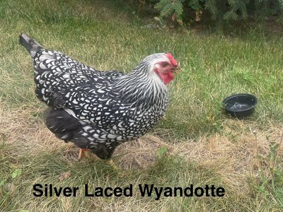 Premium Young Healthy Chickens/Hens