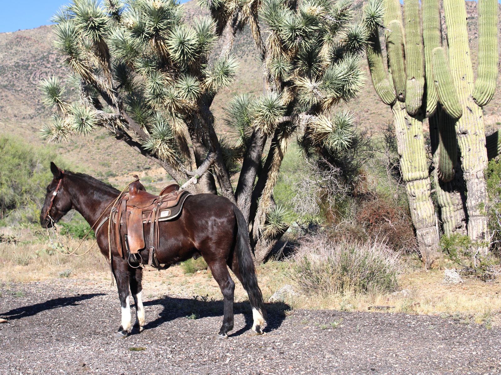 Ranch and Trail Mule. Salmon Select Mule Sale. April 10, 2026
