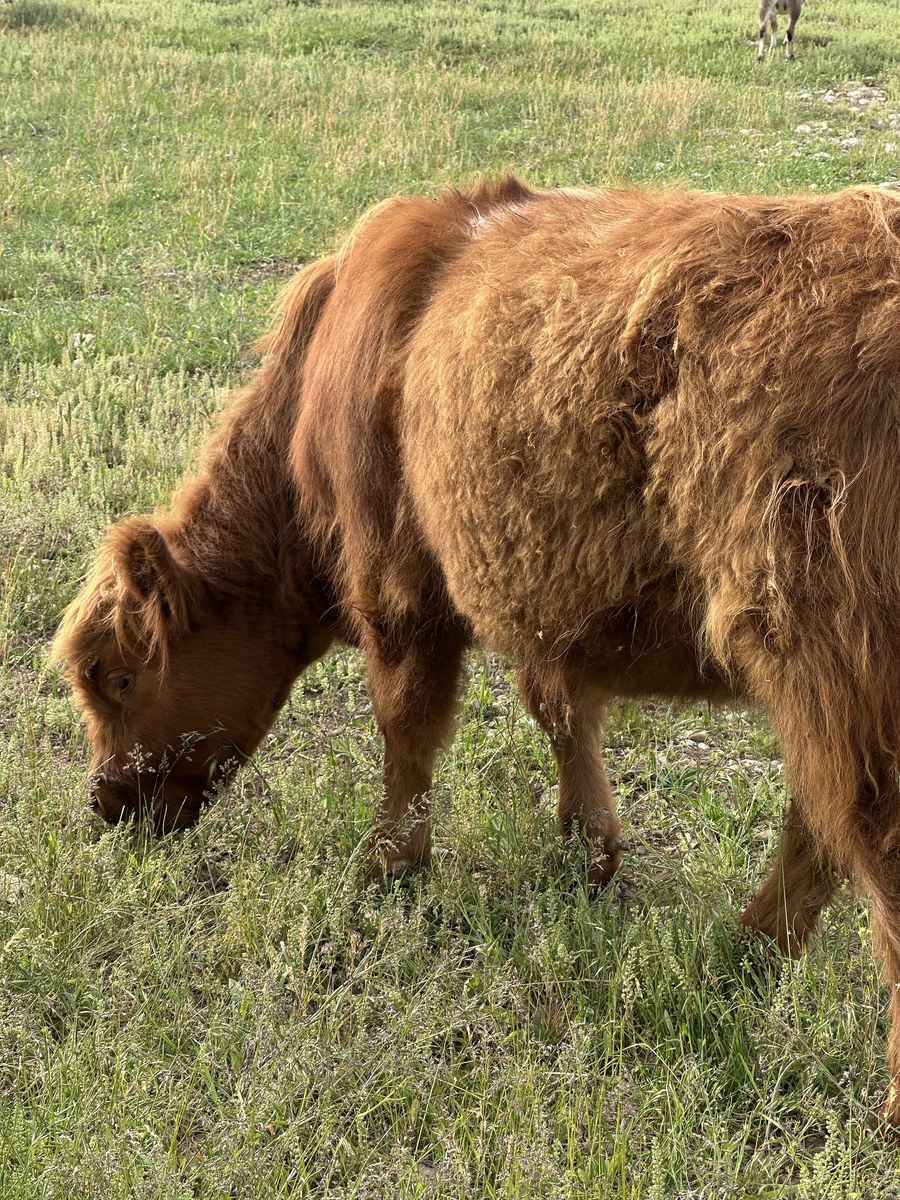 Mini Highland Heifer