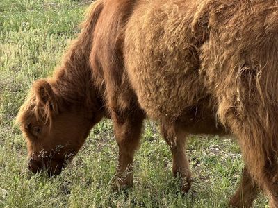 Mini Highland Heifer