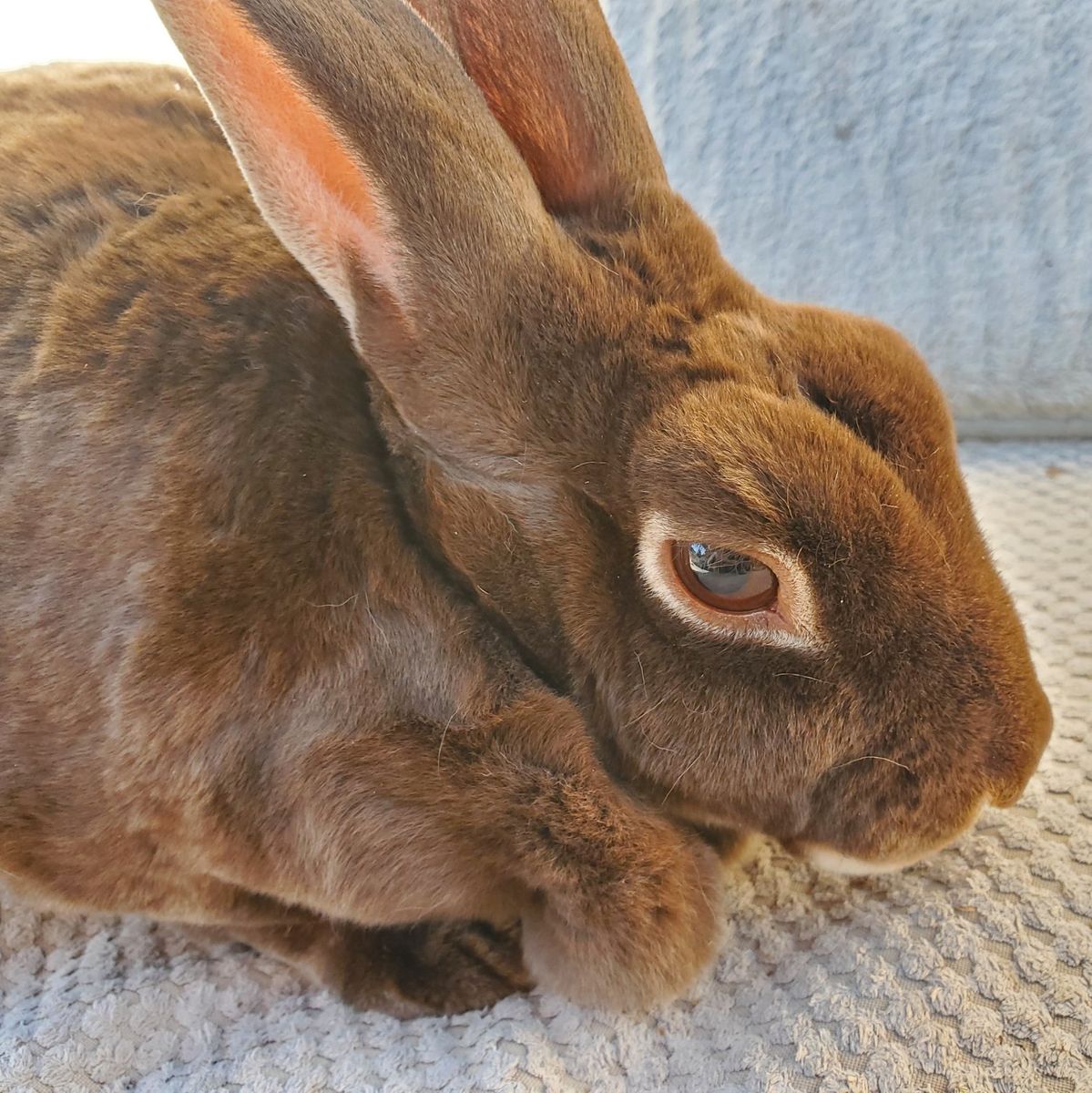 Litter Trained Chocolate Otter Purebred Mini Rex