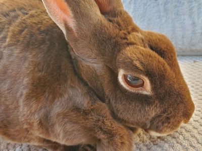 Litter Trained Chocolate Otter Purebred Mini Rex