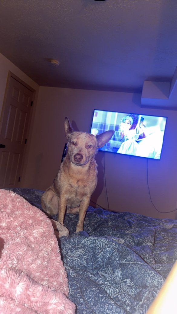 female heeler